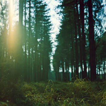 Dream in Forest by cameraflou