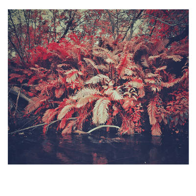 Nameless Fern