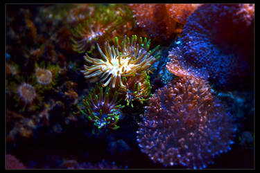 Coral And Anemones