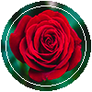[Button] Red Rose
