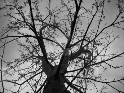 Branches