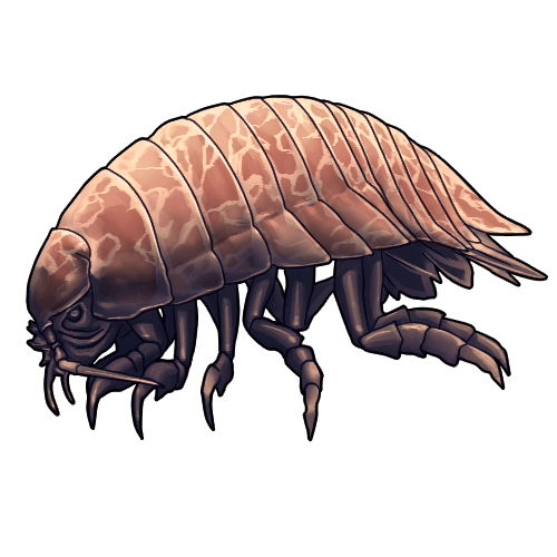 Giant Isopod by KitsunariADMIN on DeviantArt