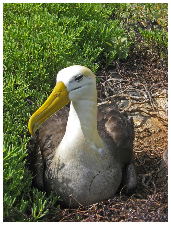 Waved Albatross II