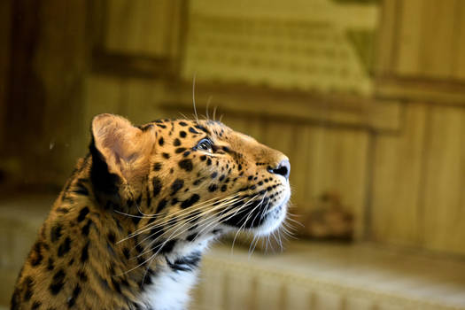 Daydreaming Leopardess