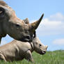 Southern White Rhinoceros