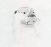 Otter's head