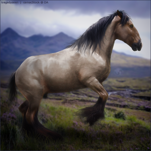 Gallchobhar - HEE Horse Avatar