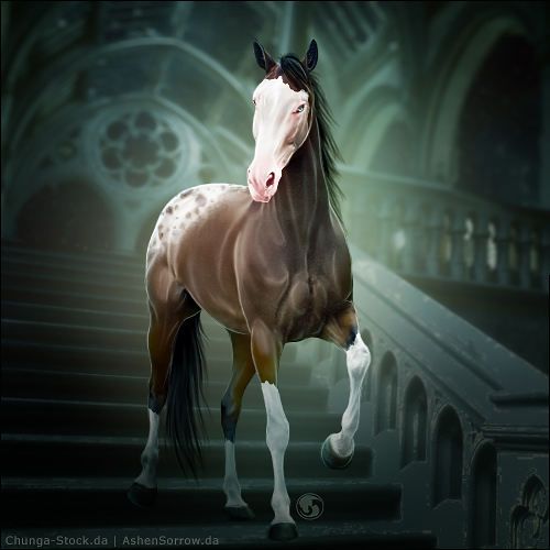 HEE Horse Avatar - Time Lord