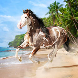 HEE Horse Avatar: Barcelo