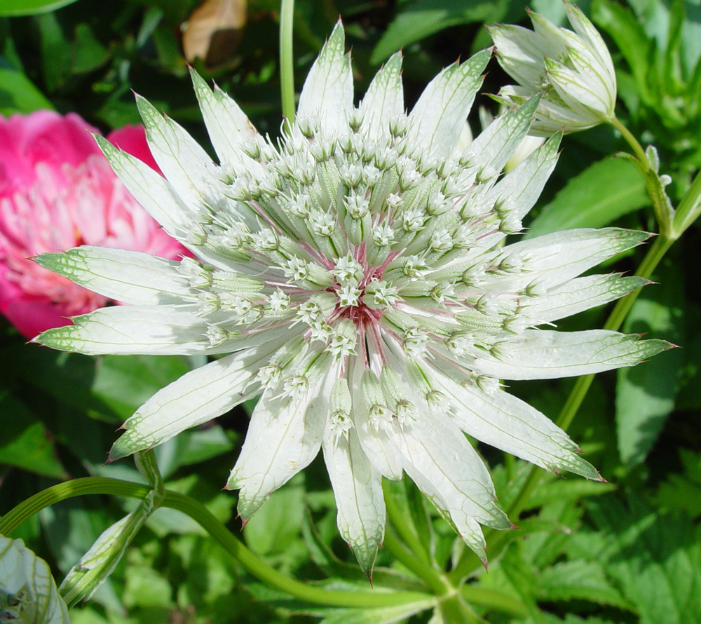 ASTRANTIA MAJOR ALBA