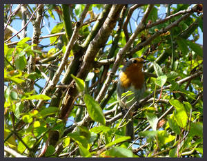 Singing Robin