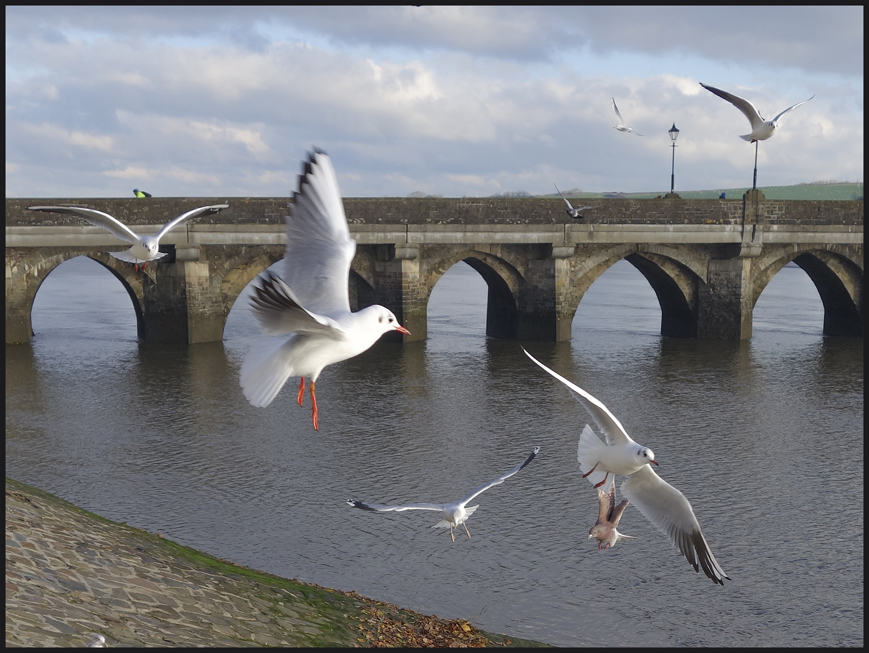 Common Black-headed Gulls Landing