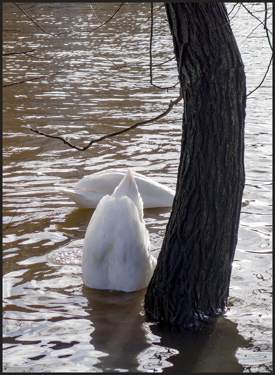 Feeding in the Flood