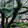 Wistmans Wood Dartmoor UK.