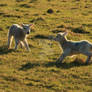 Lambs Playing