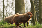 Bush Dogs by twilliamsphotography