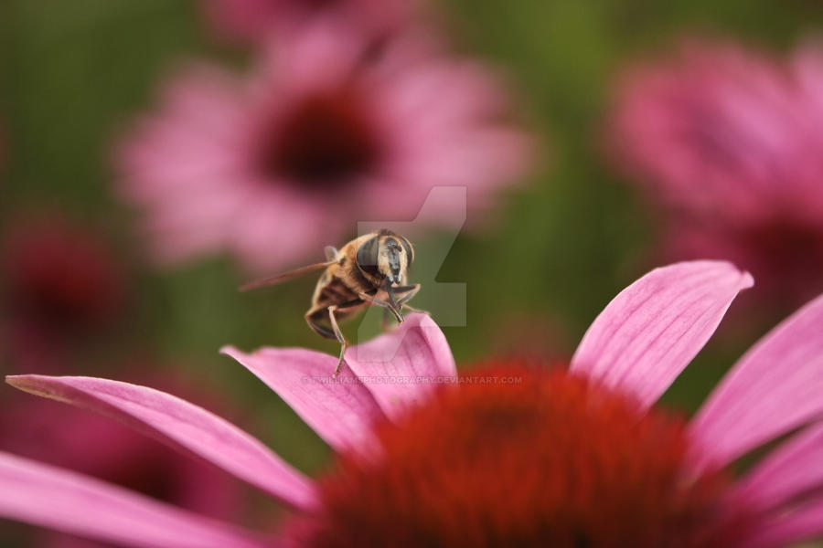 Hoverfly On Petal