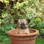 Chihuahua Puppy In Pot