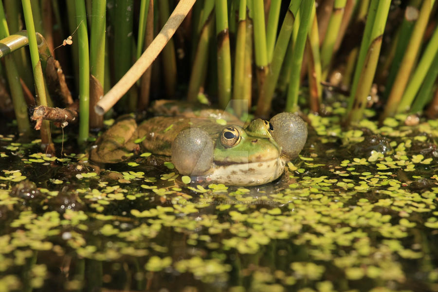 Frog Croaking