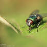 Common Green Bottle Fly