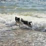 Border Collie Enjoying The Sea