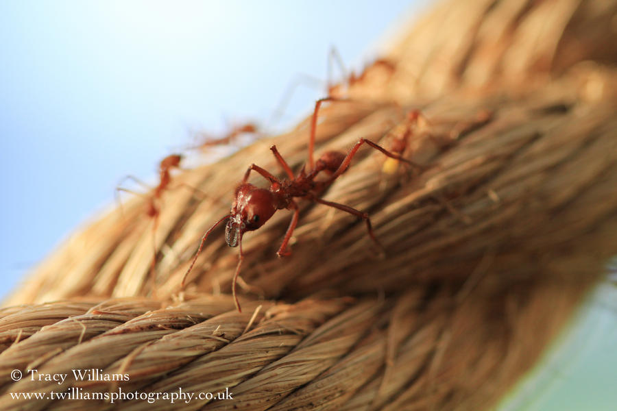 Leaf Cutter Ant Soldier