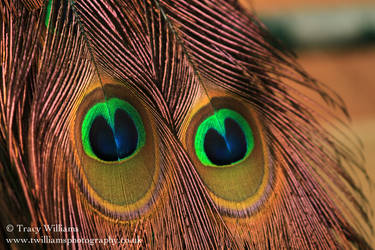 Peacock Feathers