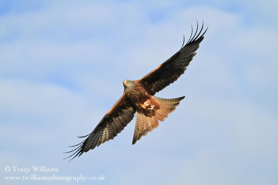 Red Kite 3