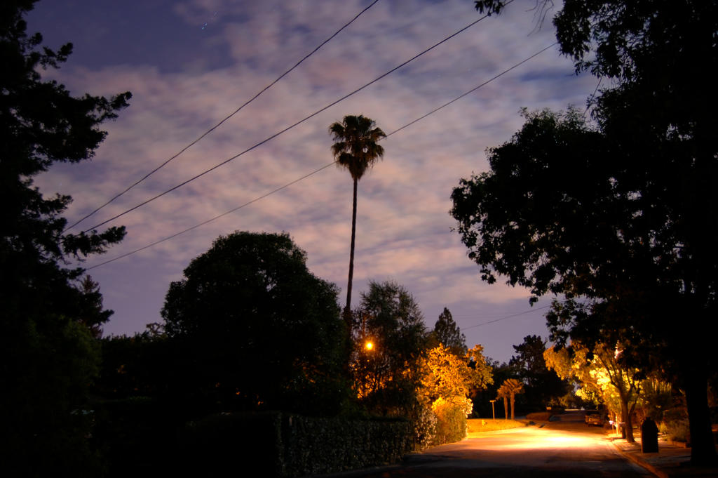 Palm Dancing in the Light