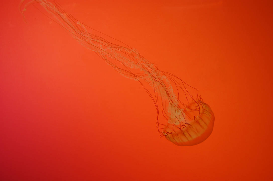 Chicago Aquarium Jelly