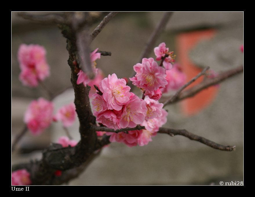 Ume II By Rubi28 On DeviantArt ume-ii-by-rubi28-on-deviantart