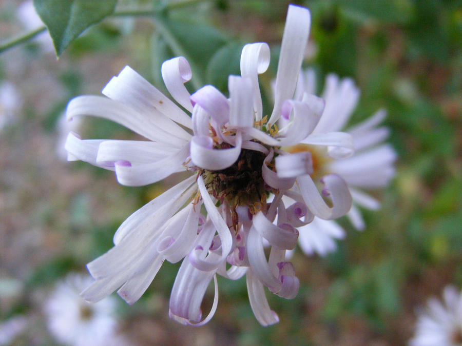 Curly Flower I by PityTheVanity on DeviantArt