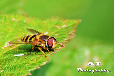 Hover Fly