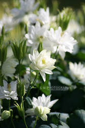 White Beauty