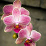 Orchidaceae 003