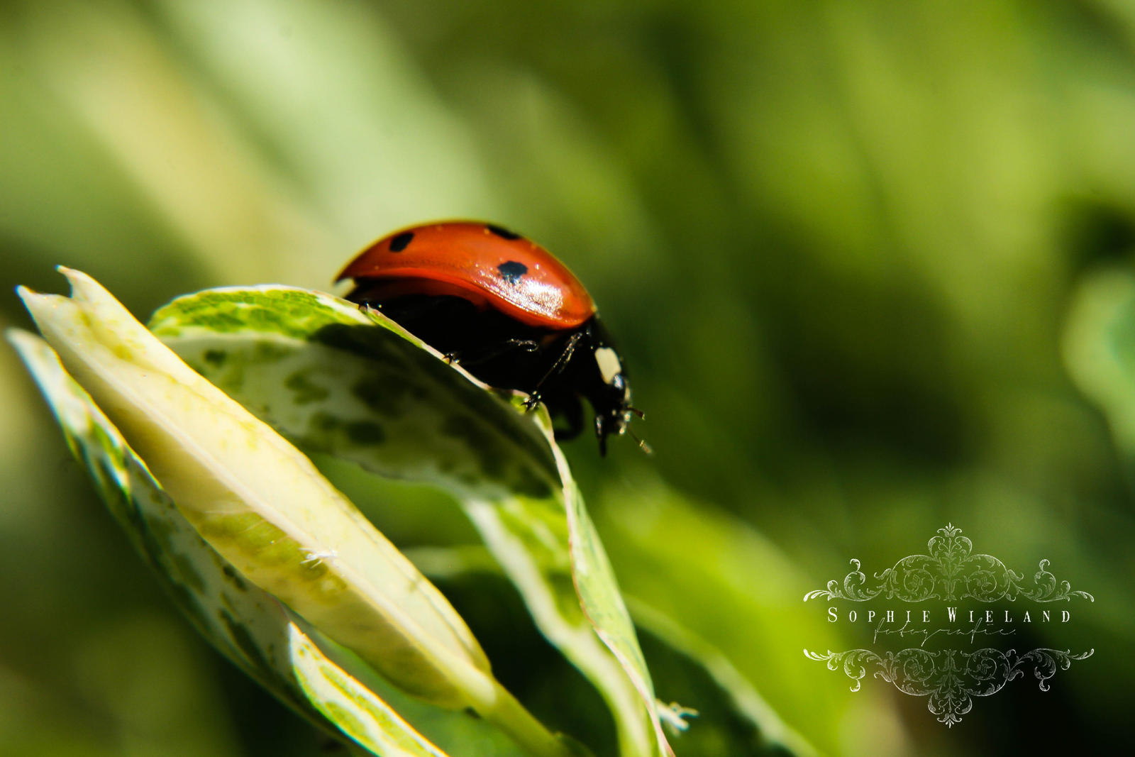 Ladybug