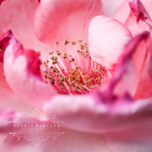 Inside Pink Roses by Sophie-Wieland