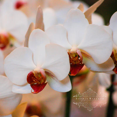 Orchidaceae 034