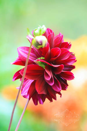 Dahlia 030 by Sophie-Wieland Dahlia 030 by Sophie-Wieland