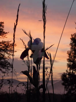 Iris Sunset