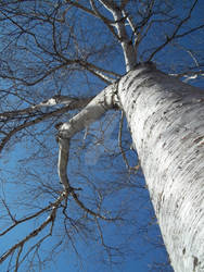 Birch Tree