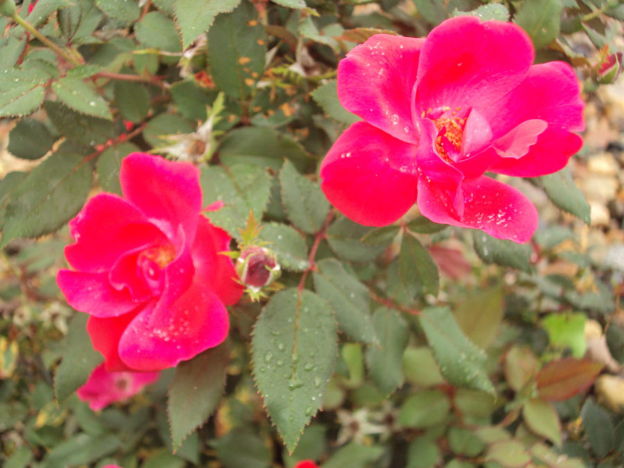 Flower In the Rain