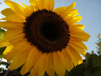 Sunflower