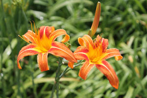 Orange Flowers