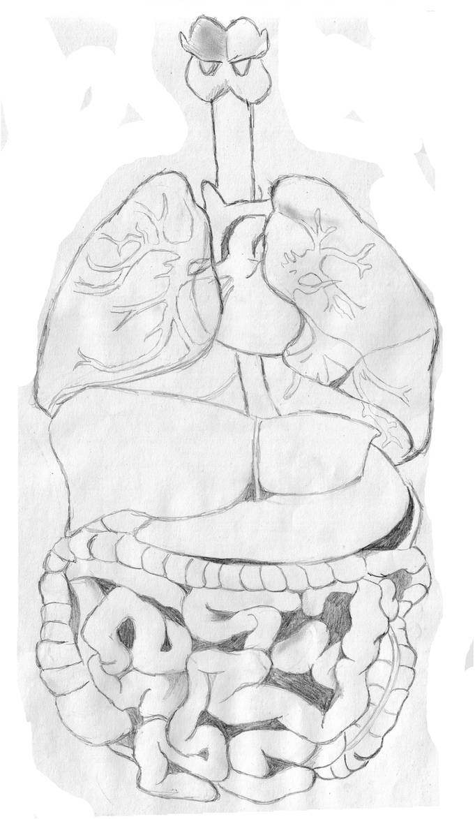 Torso layers 1 Internal organs by Griffica on DeviantArt