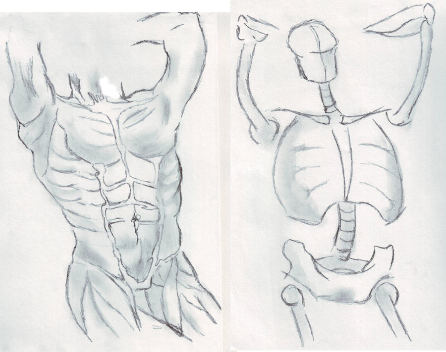 Male muscle + Skeleton by Griffica on DeviantArt