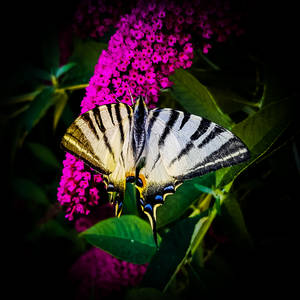 Scarce Swallowtail Butterfly