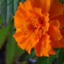 Marigold