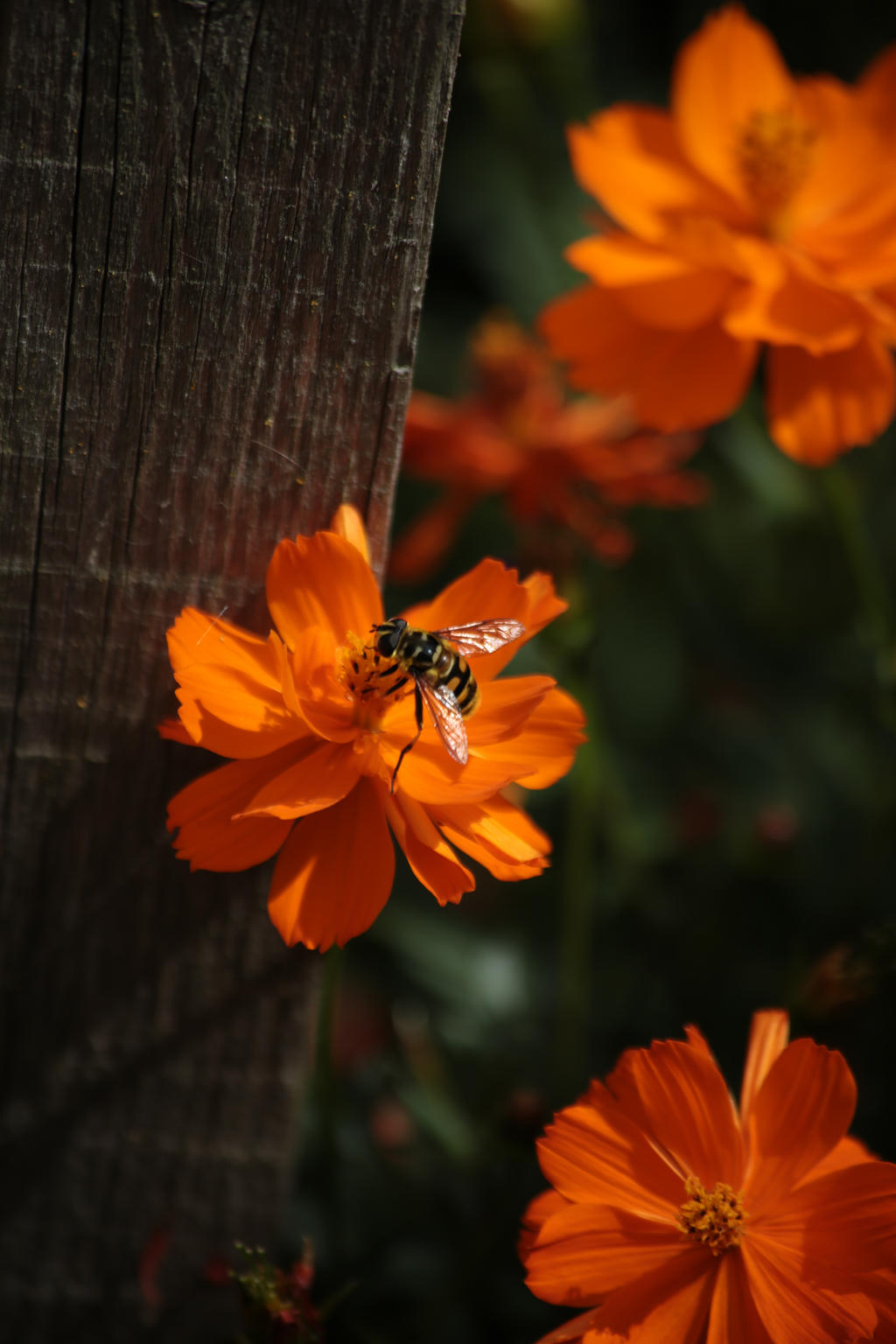 Hoverfly