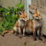 Fox cubs